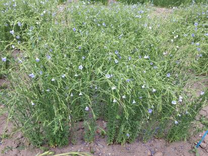 Click for 1 image(s) for this accession.